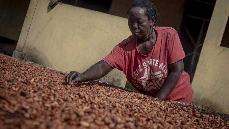 ghana cocoa cacao