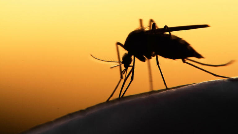 moustique dengue